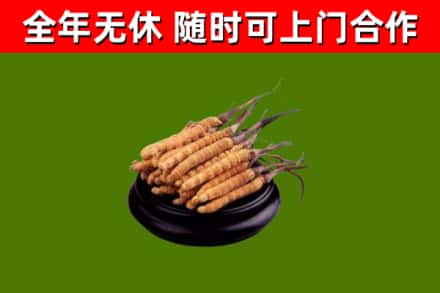海兴烟酒回收冬虫夏草.jpg